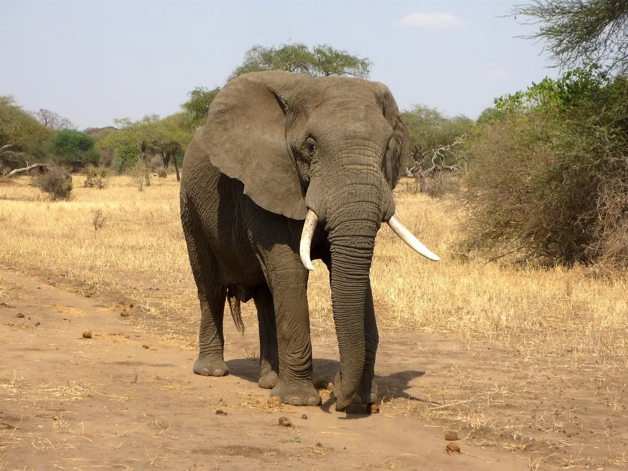 Een olifant met slagtanden in de droge vlakte van Udawalawe