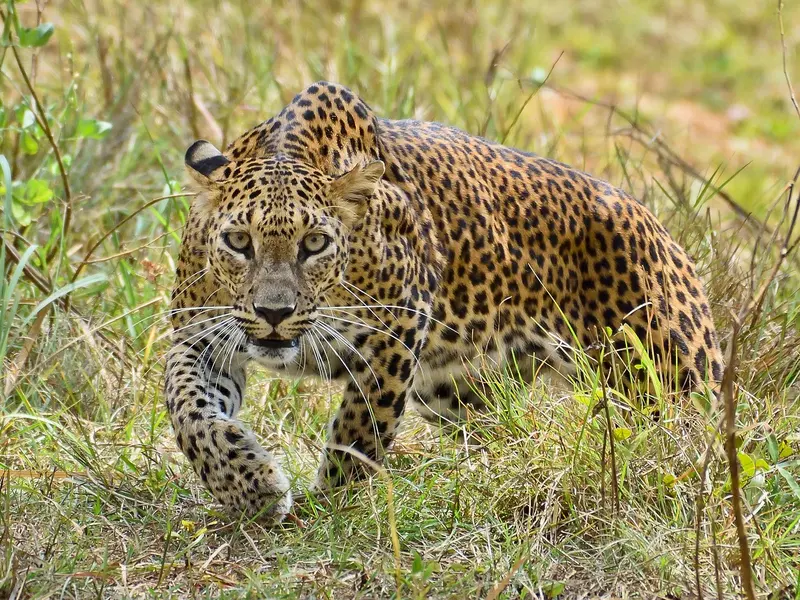 Een Sri Lankaanse luipaard in het gras van Yala National Park