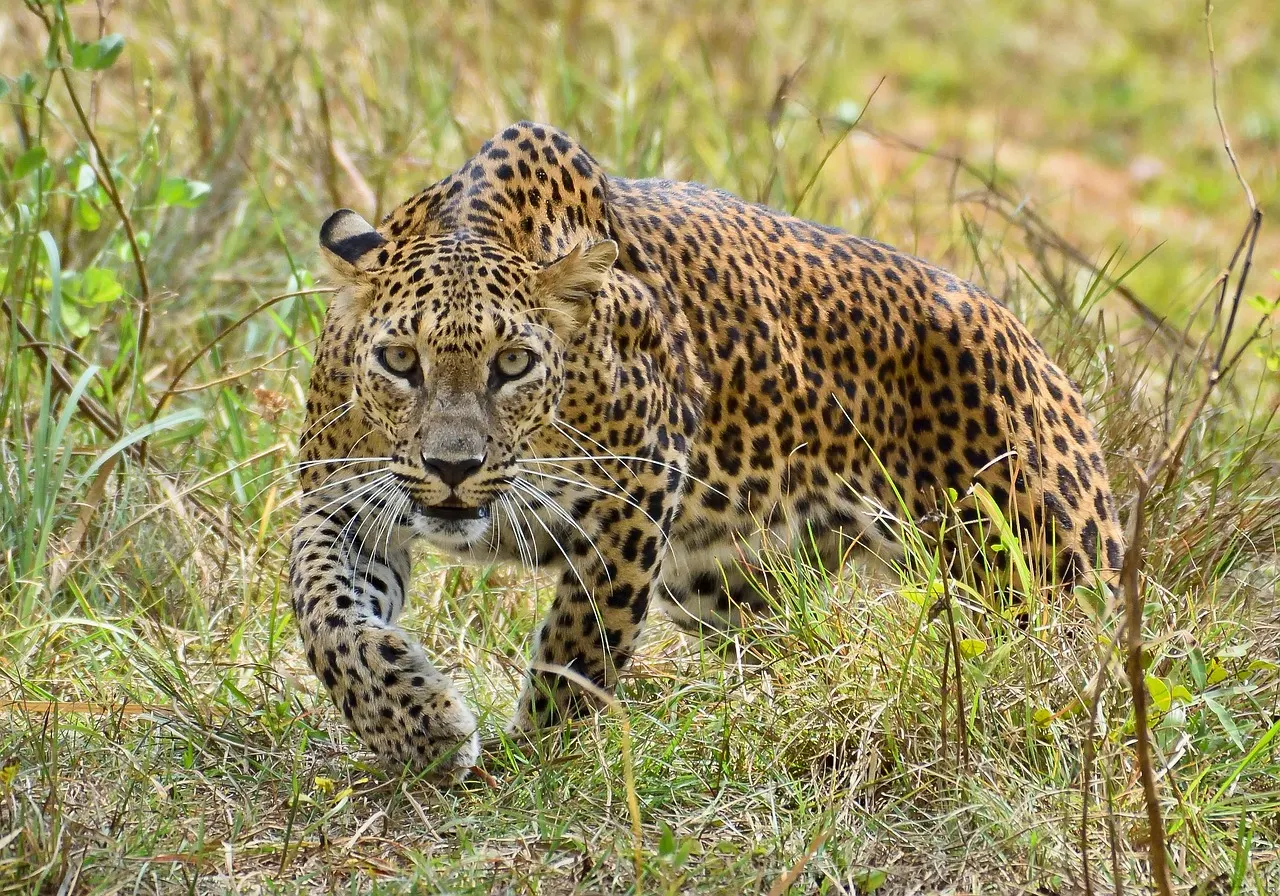 Een Sri Lankaanse luipaard in het gras van Yala National Park