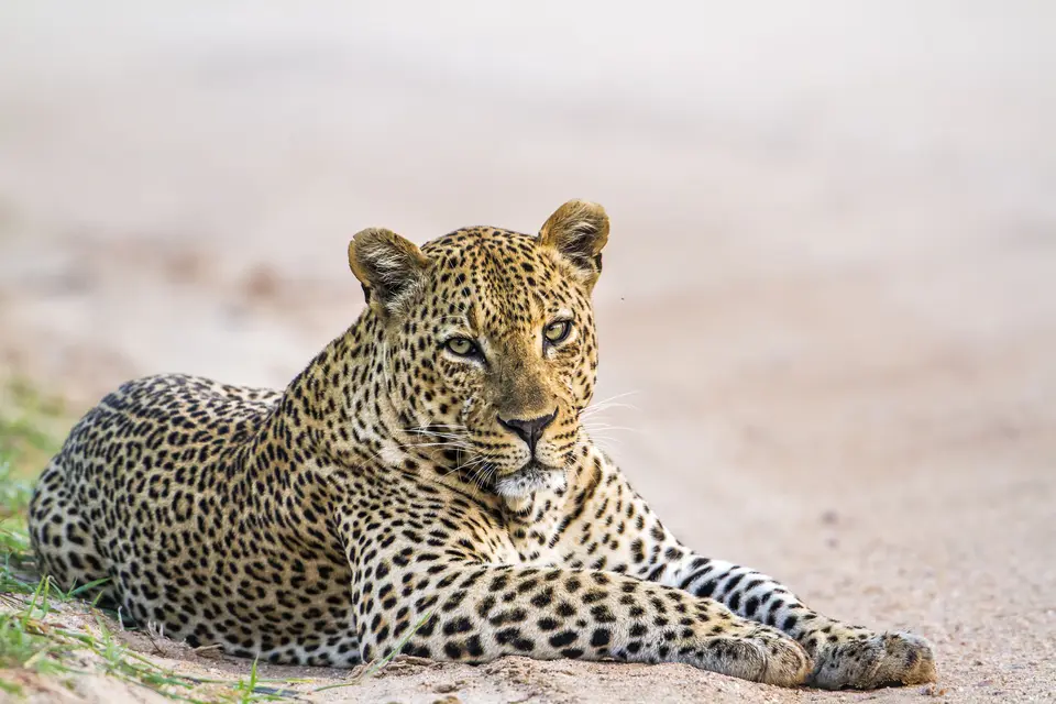 Hoogtepunten van Sri Lanka