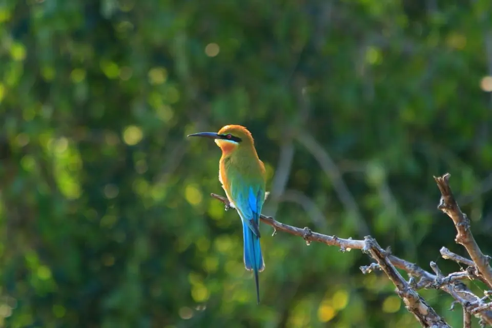 Vogels spotten in Bundala National Park