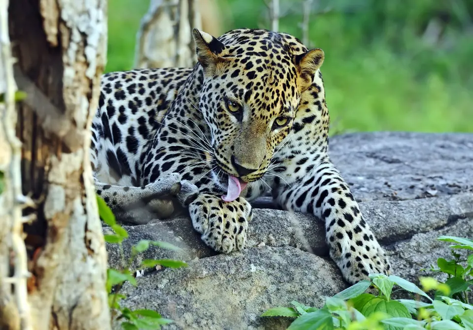Wildlife Sri Lanka